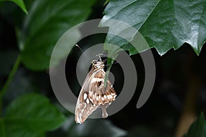 The Grizzled Skipper -Pyrgus malvae photo