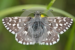 Grizzled skipper (Pyrgus malvae) butterfly