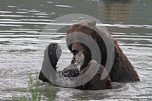 Grizzlies fighting in the water