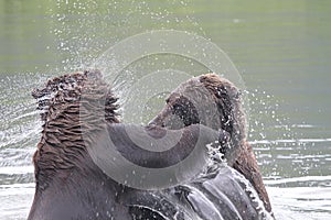 Grizzlies fighting in the water