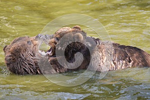 Grizzlies in the water