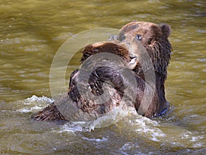 Grizzlies in the water