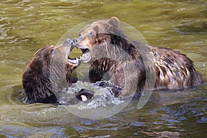 Grizzlies in the water
