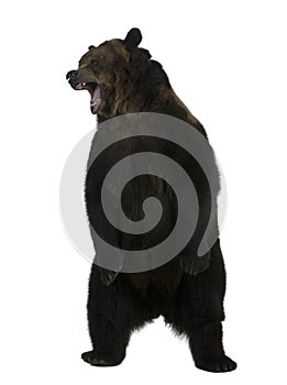 Grizzly bear, 10 years old, standing