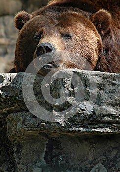 Grizzly Bear