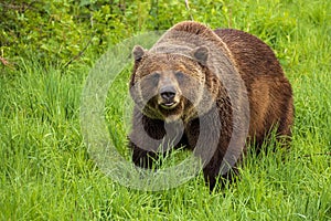 Grizzly bear