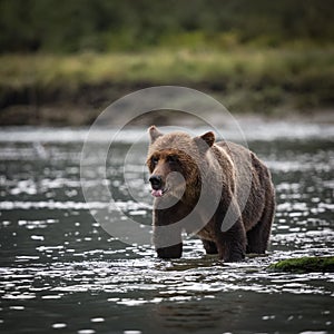 Grizzly bear