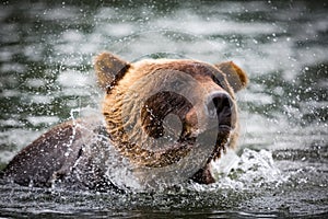 Grizzly bear