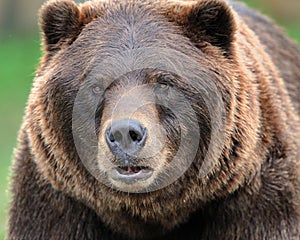 Grizzly bear