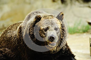 Grizzly bear