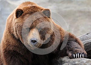 Grizzly bear