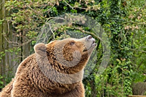 Grizzly Bear