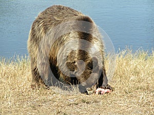 Grizzly bear