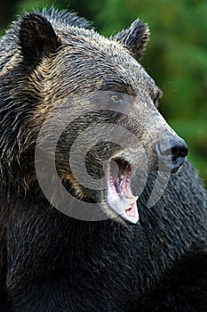 Grizzly bear