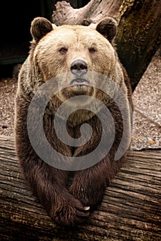 Grizzly bear