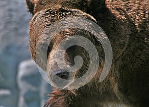 Grizzly bear