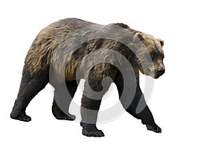 Grizzly bear photo