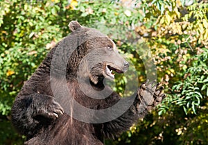 Grizzly bear photo