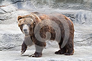 Grizzly Bear