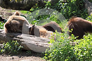 Grizzly bear