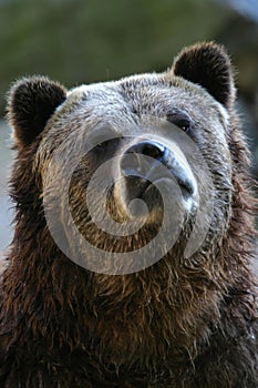 Grizzly bear