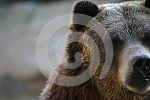 Grizzly bear