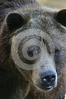 Grizzly bear