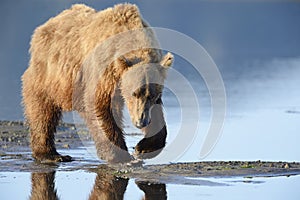 Grizzly Bear