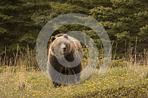 Grizzly bear,