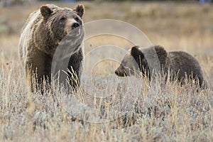 Grizzly Bear 399 Foraging With Her Cubs