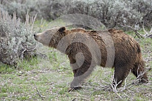 Grizzly Bear 399 and four cubs in Grand