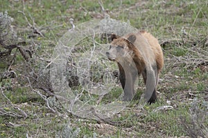 Grizzly Bear 399 and four cubs in Grand