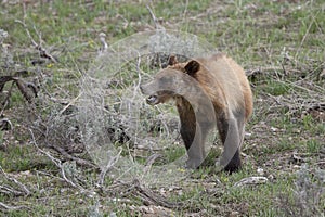 Grizzly Bear 399 and four cubs in Grand