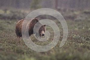 Grizzly Bear 399 and four cubs in Grand
