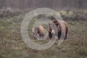 Grizzly Bear 399 and four cubs in Grand