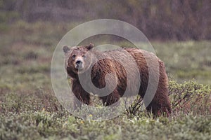 Grizzly Bear 399 and four cubs in Grand