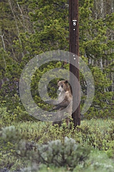 Grizzly Bear 399 and four cubs in Grand