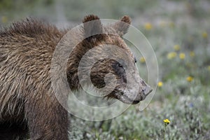 Grizzly Bear 399 and four cubs in Grand