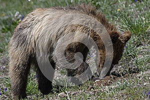 Grizzly Bear 399 and four cubs in Grand