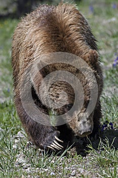 Grizzly Bear 399 and four cubs in Grand