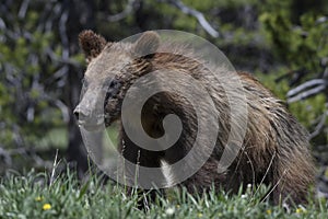 Grizzly Bear 399 and four cubs in Grand