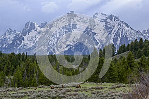 Grizzly Bear 399 in Grand Teton National Park