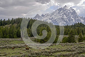 Grizzly Bear 399 in Grand Teton National Park