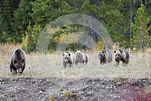 Grizzly Bear 399 and Her Cubs in the Fall Colors