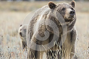 Grizzly Bear 399 Portrait