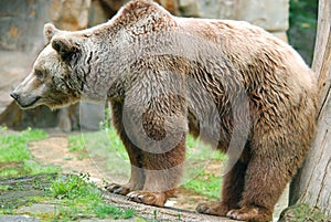 The grizzly bear