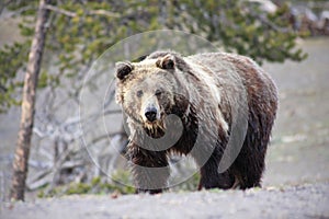 Grizzly Bear photo