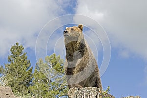 Grizzly bear