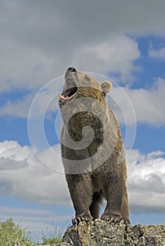 Grizzly bear photo