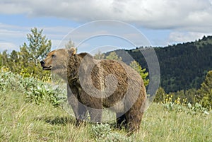 Grizzly bear